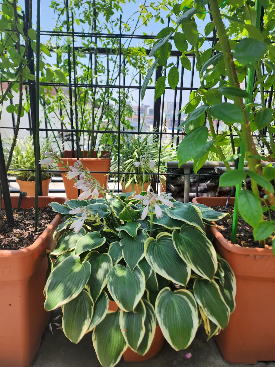 アガパンサスを植えて3年ほどたちますが、一向に花が咲く気配が
