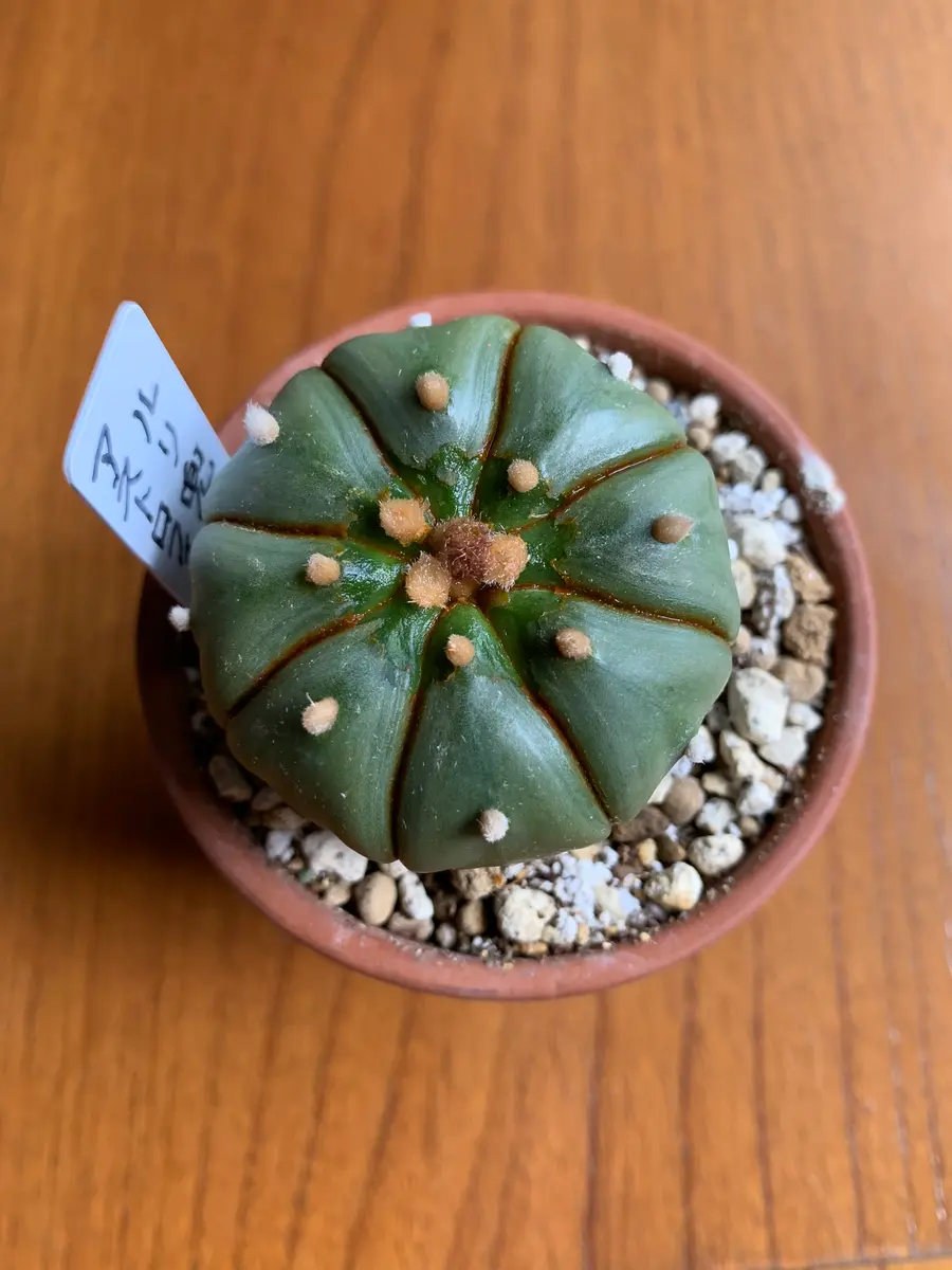 皆さま、教えてください。アストロフィツム 瑠璃兜を、昨年｜園芸