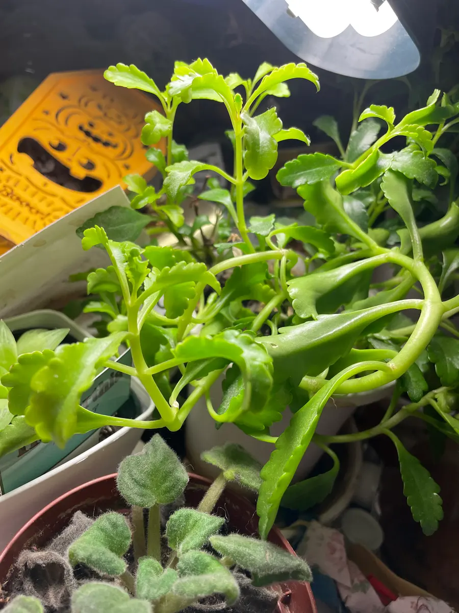 はじめまして。今年の6月に鉢植え状態のビカクシダ(ビフルカ｜園芸