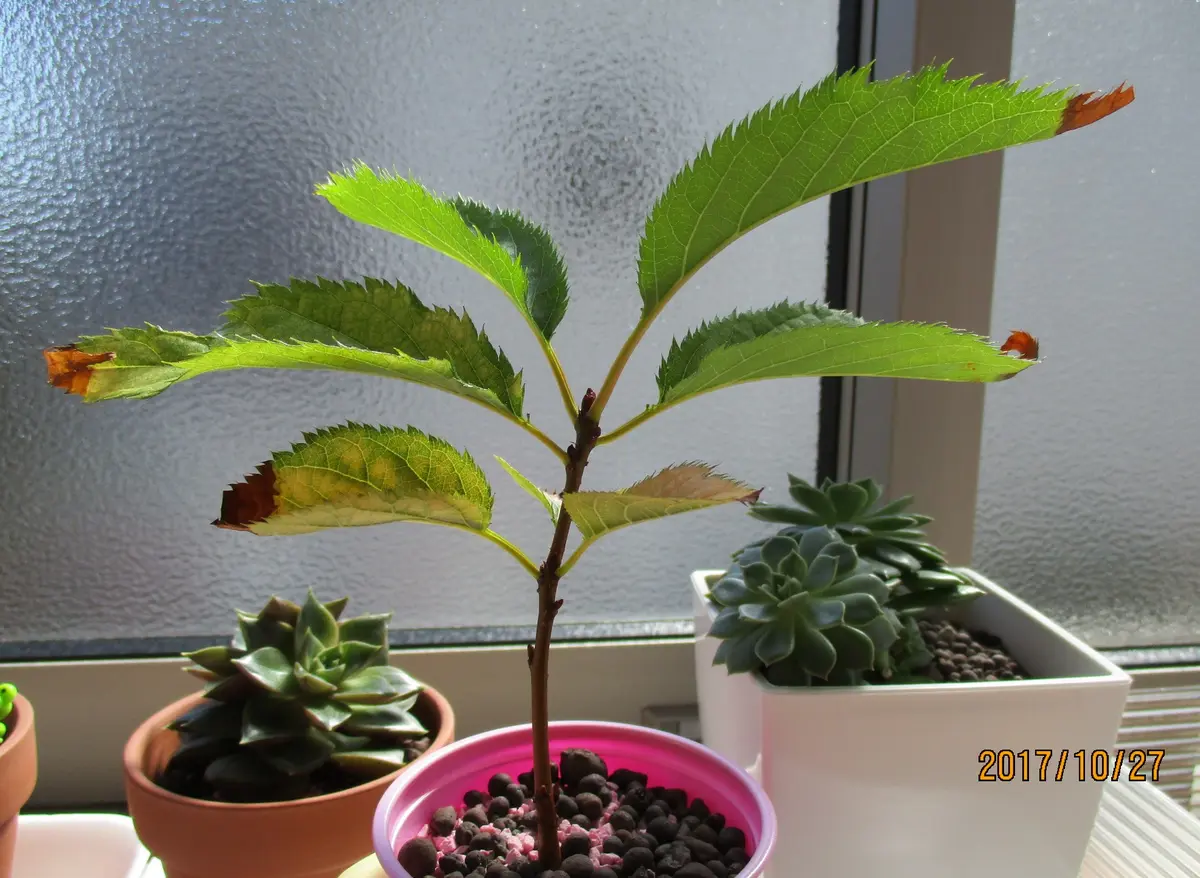 桜挿し木苗の育成｜そだレポ（栽培レポート）byarua｜みんなの趣味の園芸