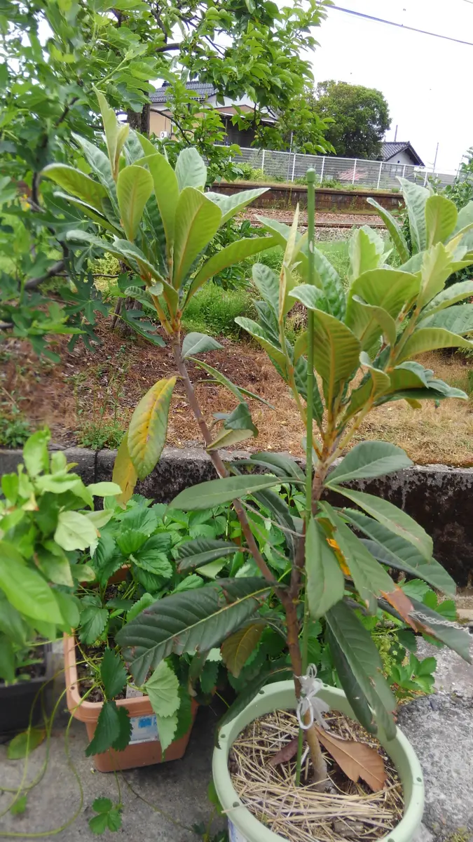 自然栽培の枇杷2苗 最高の健康的な成長　豪華オマケ付き 自然栽培の枇杷2苗 最高の健康的な成長 豪華オマケ付き 自然栽培の枇杷