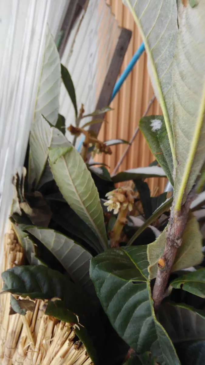 ビワの成長 加茂っ娘｜そだレポ（栽培レポート）byかもっ娘｜みんなの