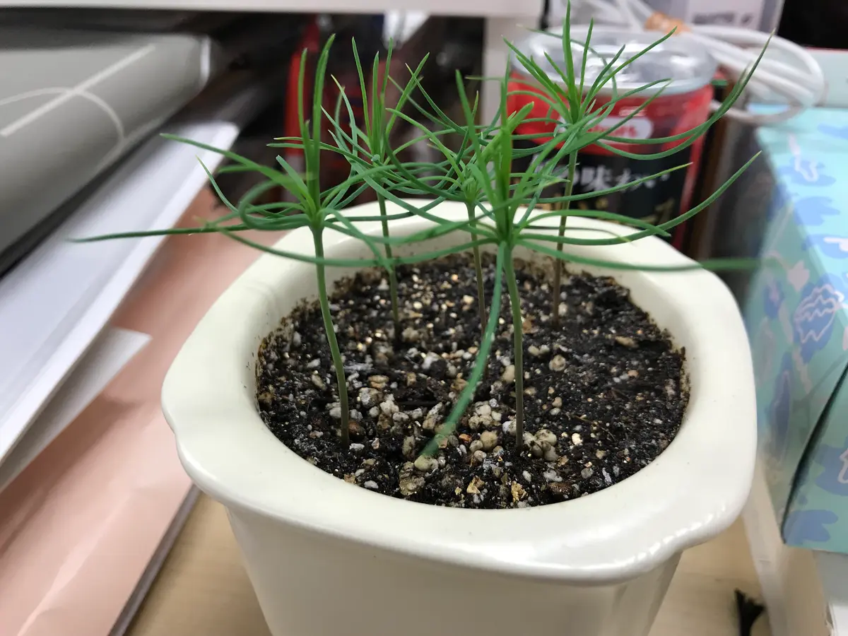 全てがゼロからの実生黒松1.種→芽｜そだレポ（栽培レポート）byいい