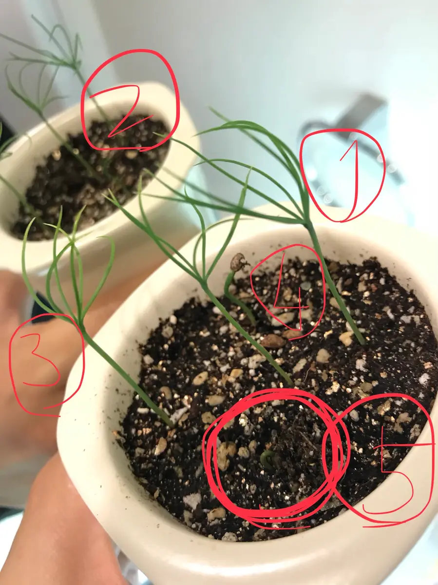 全てがゼロからの実生黒松1.種→芽｜そだレポ（栽培レポート）byいい