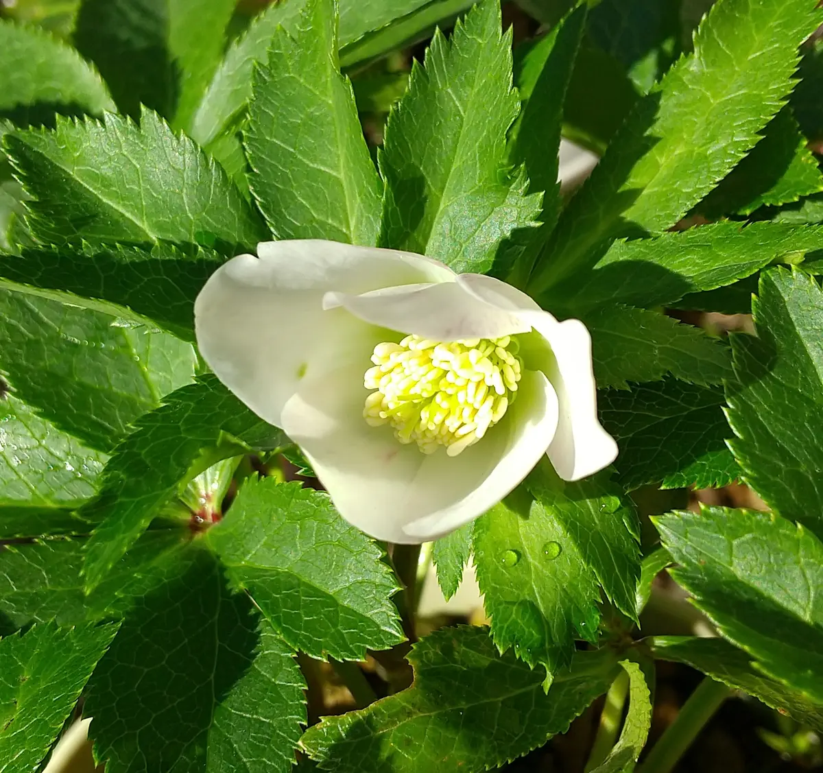 パステリッシュストレイン実生栽培 期待通りの花が見れるのだろうか?!|そ パステリッシュストレイン実生栽培 期待通りの花が見れるのだろうか?!|そ