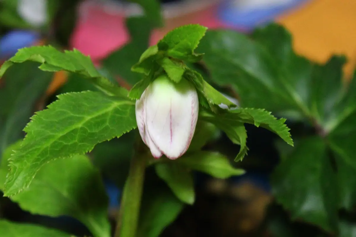 パステリッシュストレイン実生栽培 期待通りの花が見れるのだろうか?!|そ パステリッシュストレイン実生栽培 期待通りの花が見れるのだろうか?!|そ
