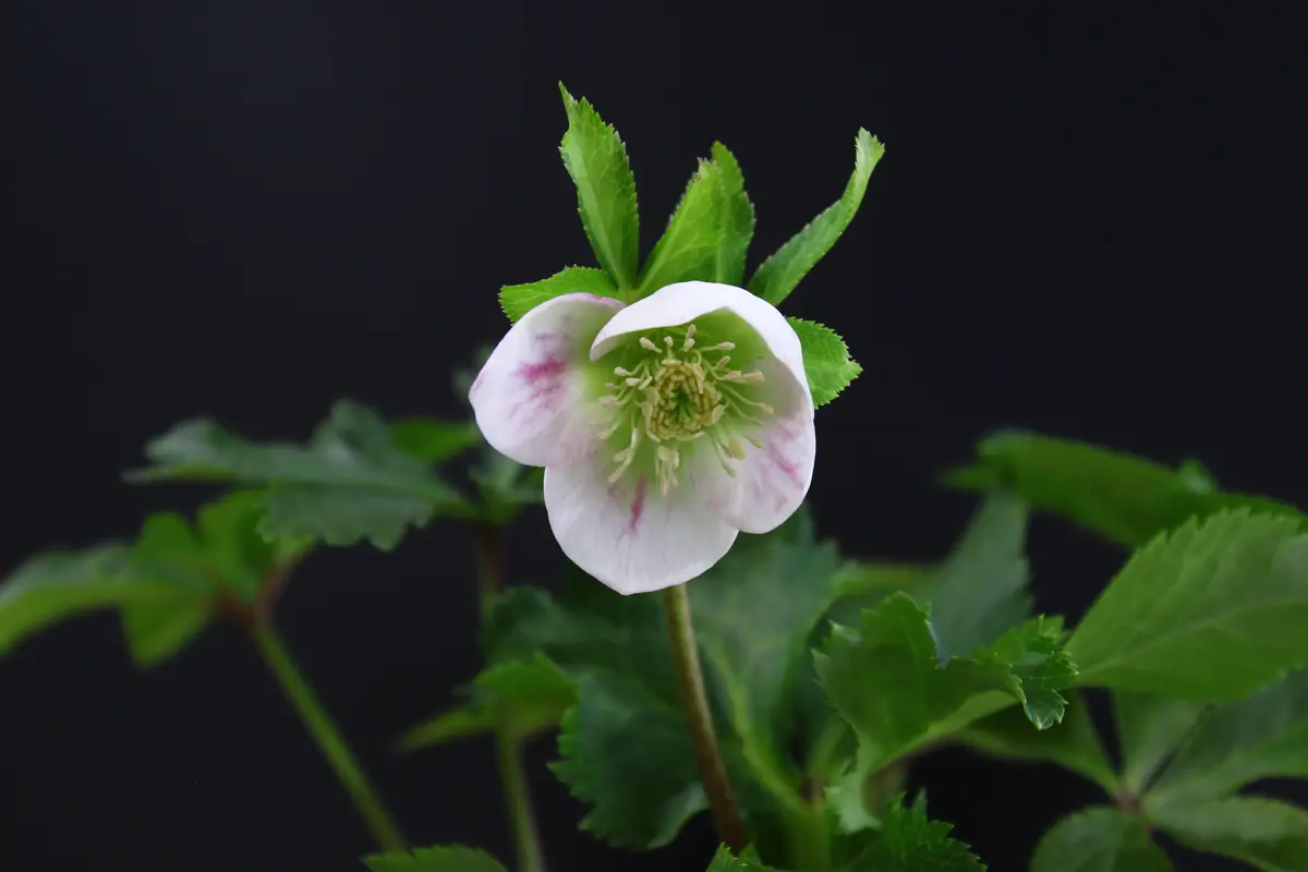 パステリッシュストレイン実生栽培 期待通りの花が見れるのだろうか?!|そ パステリッシュストレイン実生栽培 期待通りの花が見れるのだろうか?!|そ