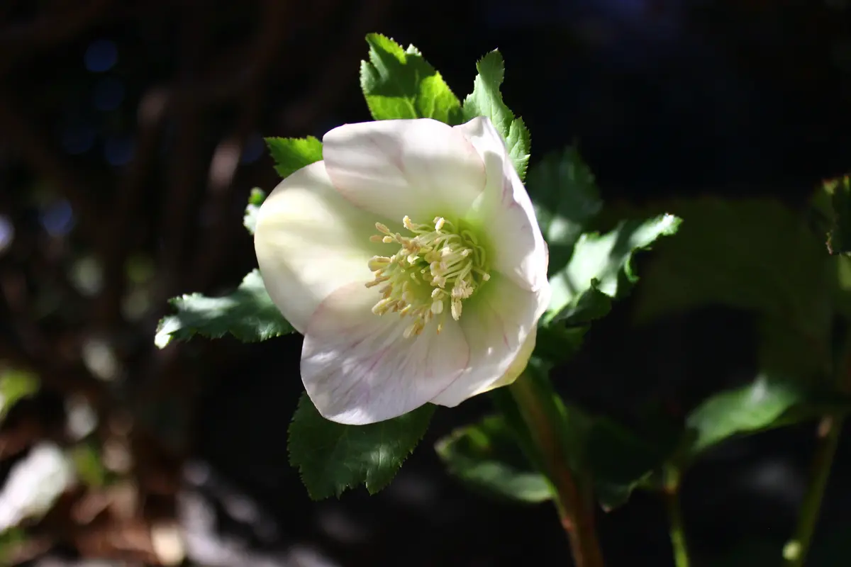 パステリッシュストレイン実生栽培 期待通りの花が見れるのだろうか?!|そ パステリッシュストレイン実生栽培 期待通りの花が見れるのだろうか?!|そ