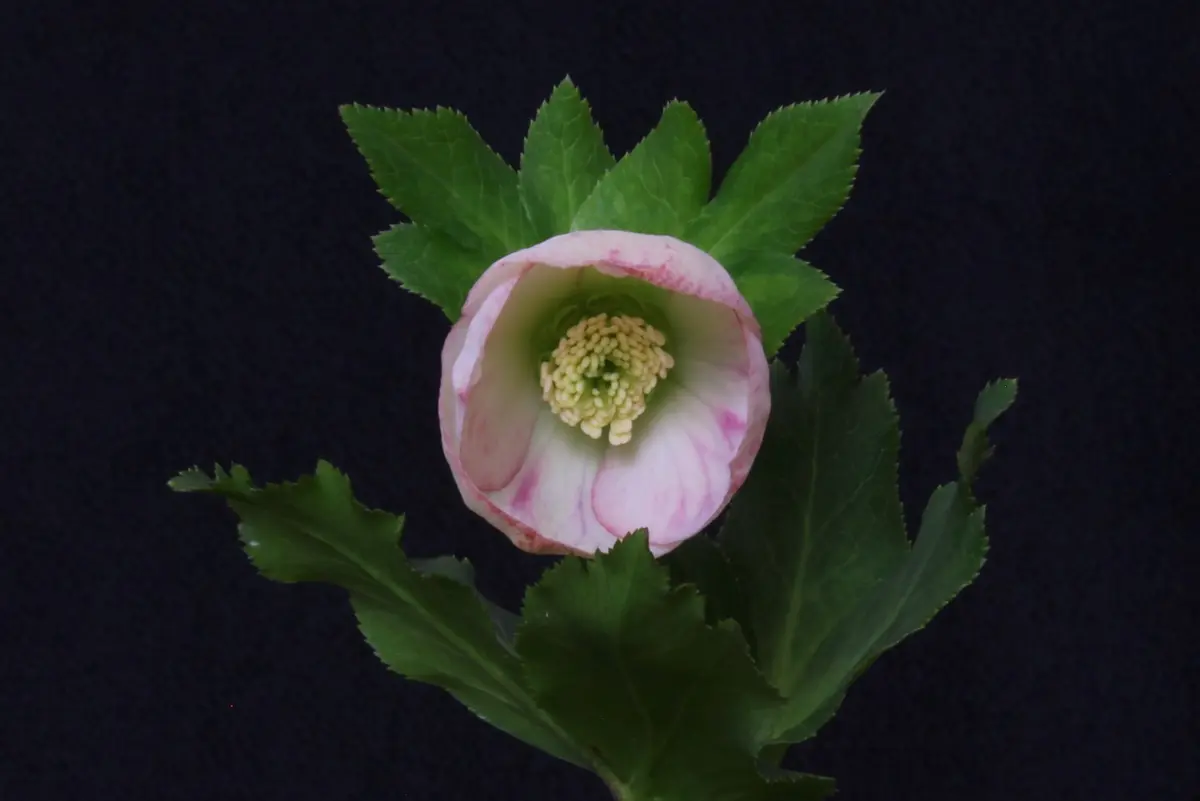 パステリッシュストレイン実生栽培 期待通りの花が見れるのだろうか?!|そ パステリッシュストレイン実生栽培 期待通りの花が見れるのだろうか?!|そ