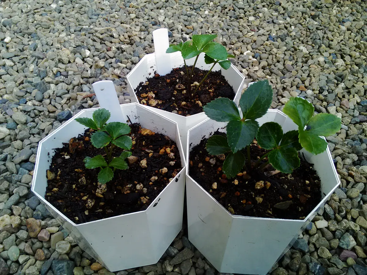 速くおよび自由な パステリッシュストレイン 鉢のまま発送 植替済 未株分 赤蕊 鉢花