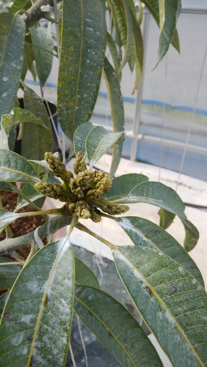 3回目の新梢後の花芽「マンゴーの栽培」-そだレポ｜みんなの趣味の園芸