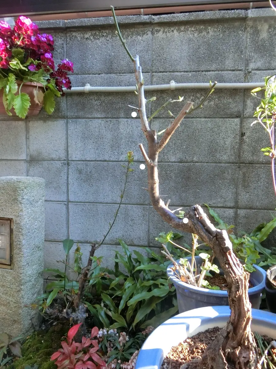 花梅|そだレポ(栽培レポート)by菊一|みんなの趣味の園芸 花梅|そだレポ(栽培レポート)by菊一|みんなの趣味の園芸