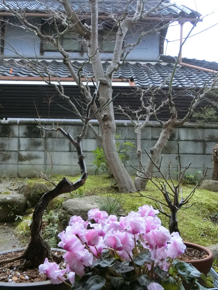 花梅|そだレポ(栽培レポート)by菊一|みんなの趣味の園芸 花梅|そだレポ(栽培レポート)by菊一|みんなの趣味の園芸