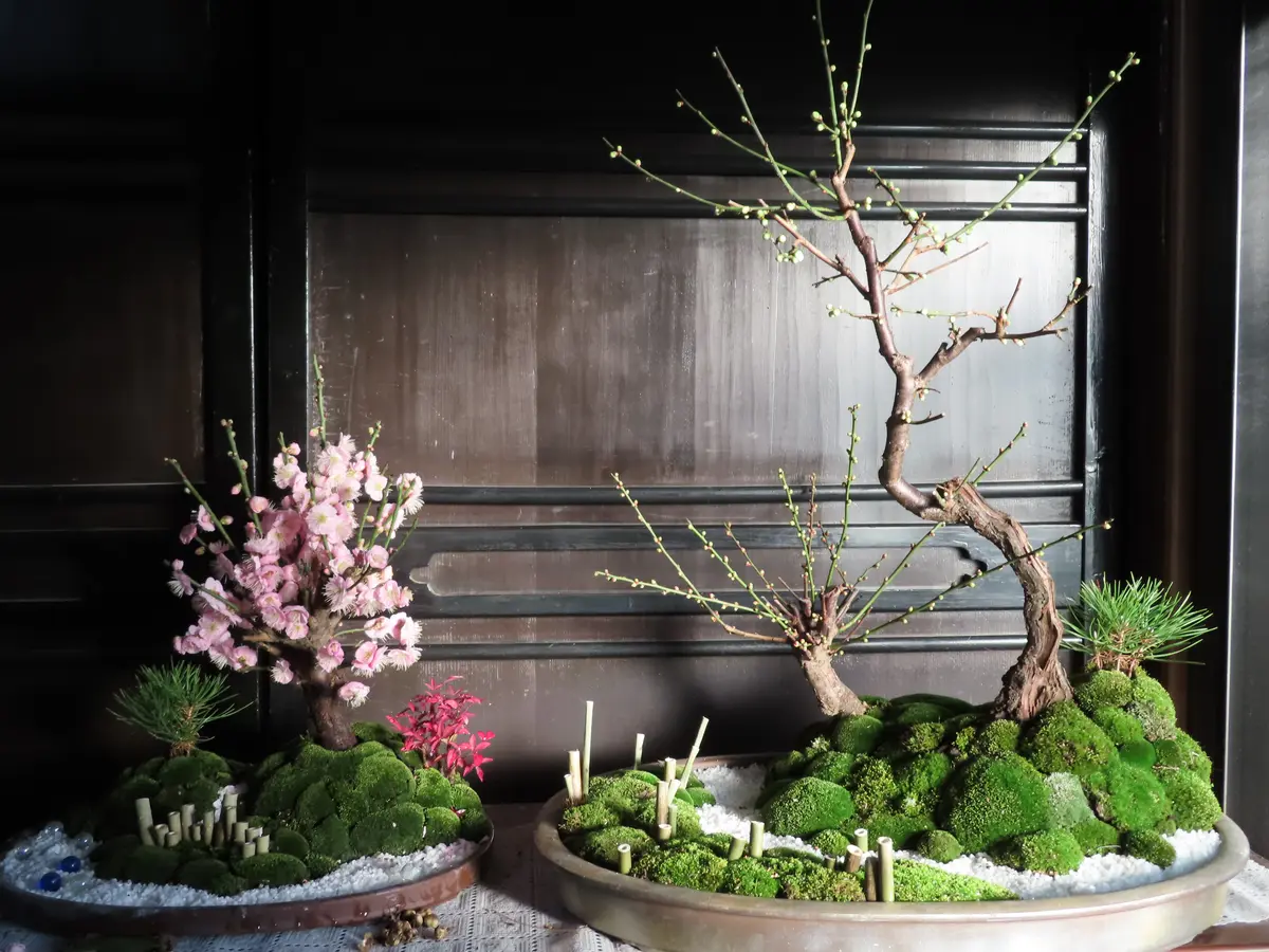 花梅|そだレポ(栽培レポート)by菊一|みんなの趣味の園芸 花梅|そだレポ(栽培レポート)by菊一|みんなの趣味の園芸
