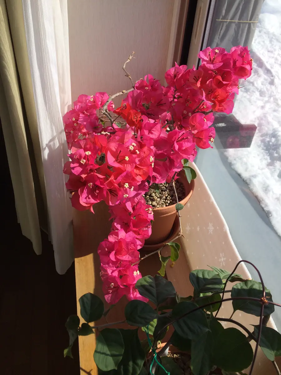 雪国で咲くブーゲンビレア｜そだレポ（栽培レポート）bytoshiちゃん
