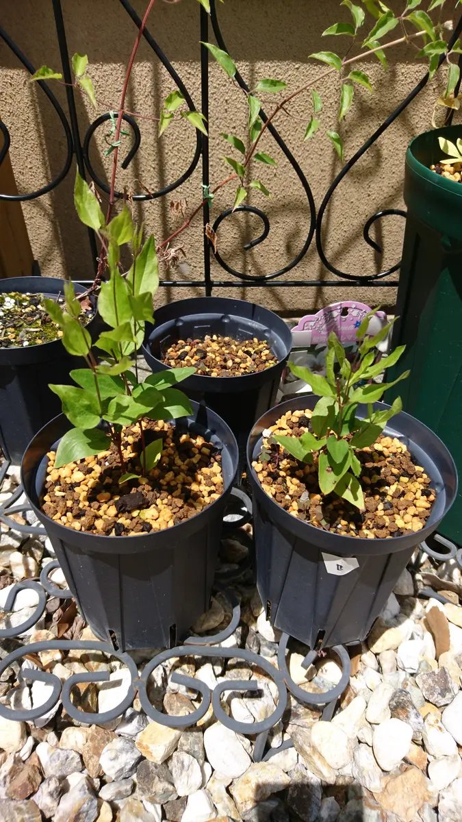 クレマチス　ロウグチ　ろうぐち　挿し木苗　ホットのまま発送 クレマチス ロウグチ ろうぐち 挿し木苗 ホットのまま発送 - メルカリ