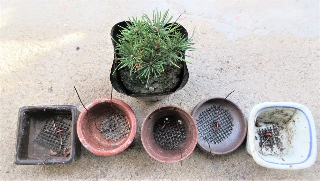 実生から四十数年の寄せ植え黒松盆栽｜そだレポ（栽培レポート