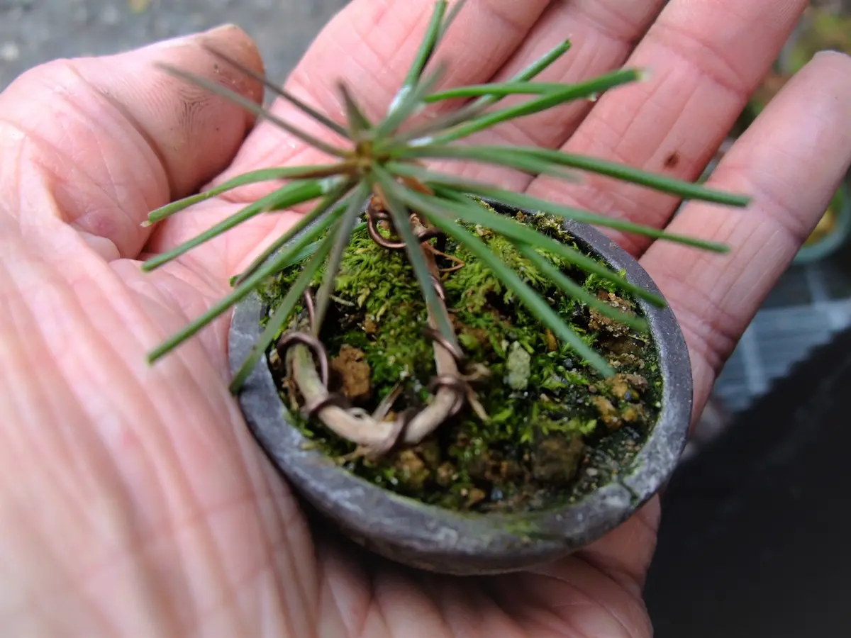 実生から四十数年の寄せ植え黒松盆栽｜そだレポ（栽培レポート