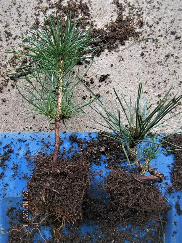 実生から四十数年の寄せ植え黒松盆栽｜そだレポ（栽培レポート