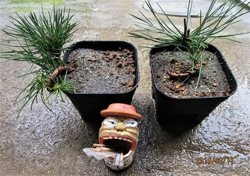 実生から四十数年の寄せ植え黒松盆栽｜そだレポ（栽培レポート