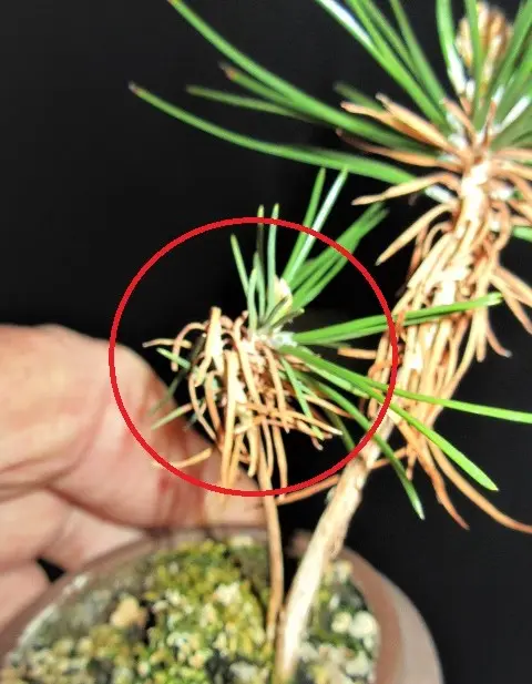 実生から四十数年の寄せ植え黒松盆栽|そだレポ(栽培レポート 実生から四十数年の寄せ植え黒松盆栽|そだレポ(栽培レポート