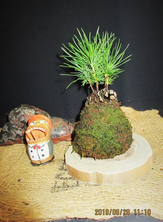 実生から四十数年の寄せ植え黒松盆栽｜そだレポ（栽培レポート