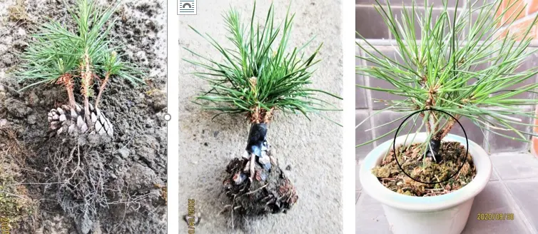 実生から四十数年の寄せ植え黒松盆栽|そだレポ(栽培レポート 実生から四十数年の寄せ植え黒松盆栽|そだレポ(栽培レポート