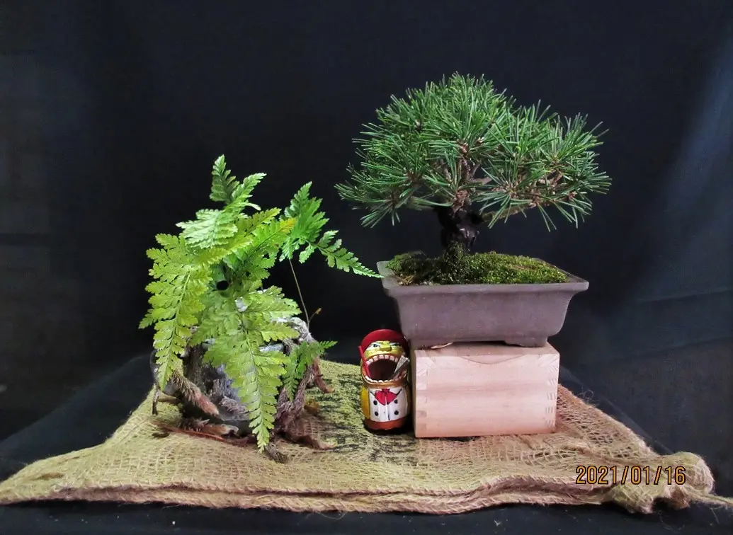 実生から四十数年の寄せ植え黒松盆栽|そだレポ(栽培レポート 実生から四十数年の寄せ植え黒松盆栽|そだレポ(栽培レポート