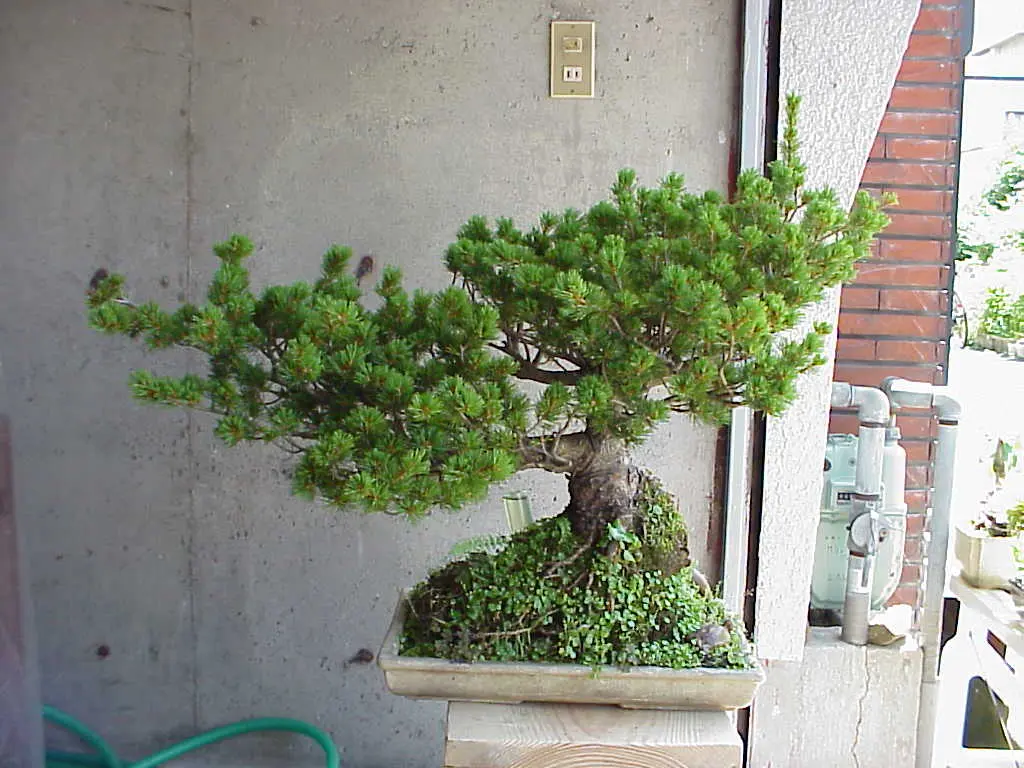 盆栽 五葉松 葵 植物 盆栽鉢 ビャクシン】八房五葉松[葵]／ヤツフサ