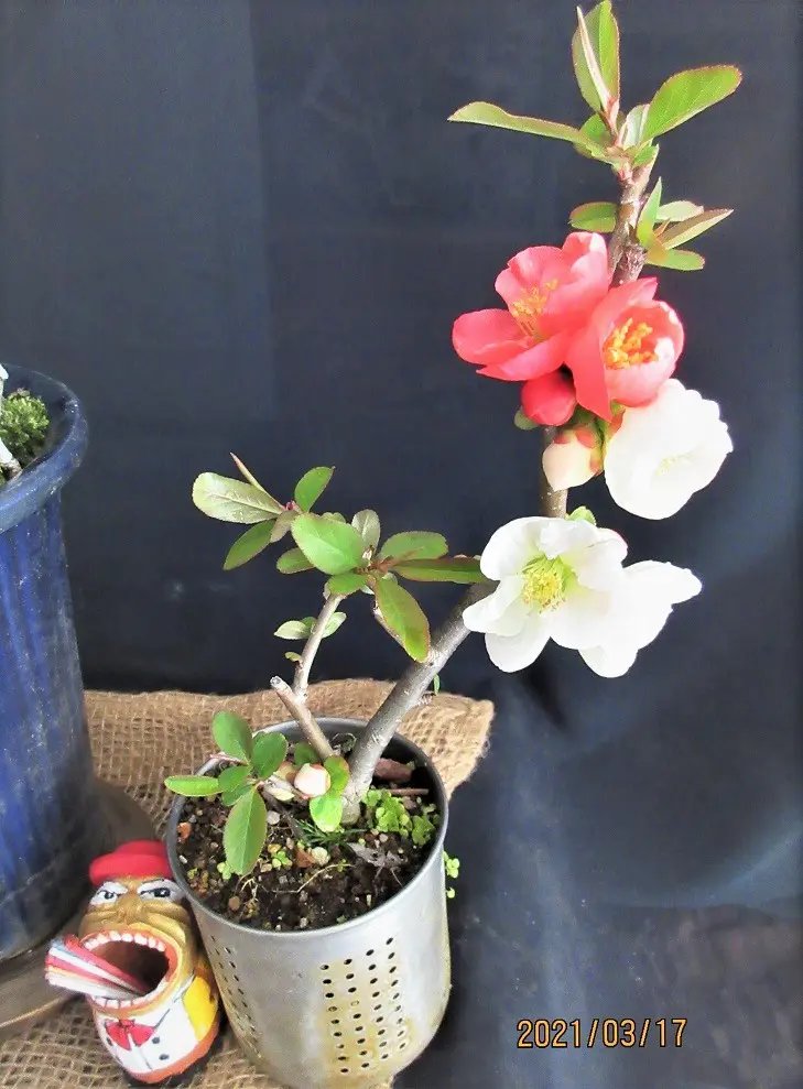 ボケ盆栽を作ろう！｜そだレポ（栽培レポート）bymeika｜みんなの趣味