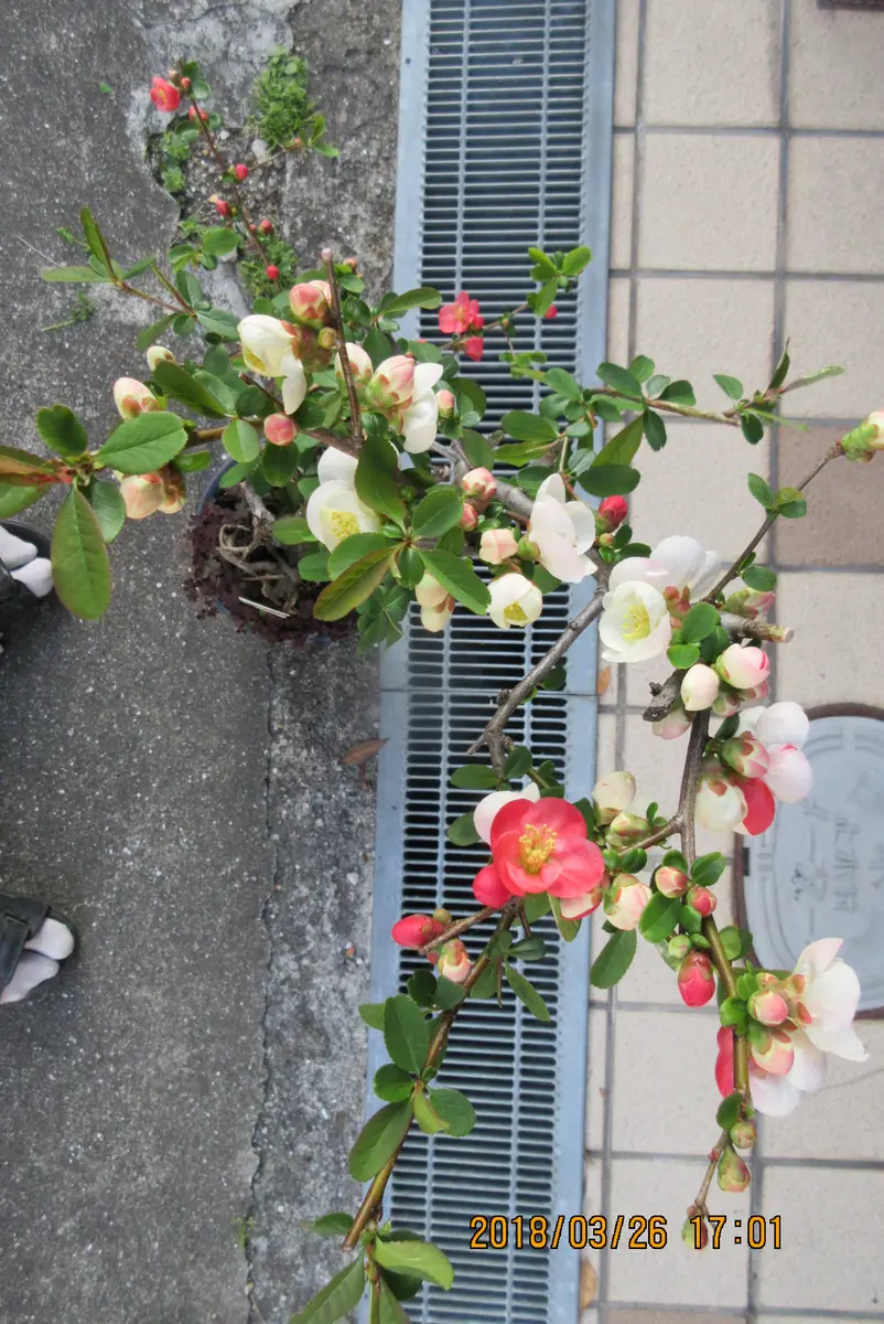 ボケ盆栽を作ろう！｜そだレポ（栽培レポート）bymeika｜みんなの趣味