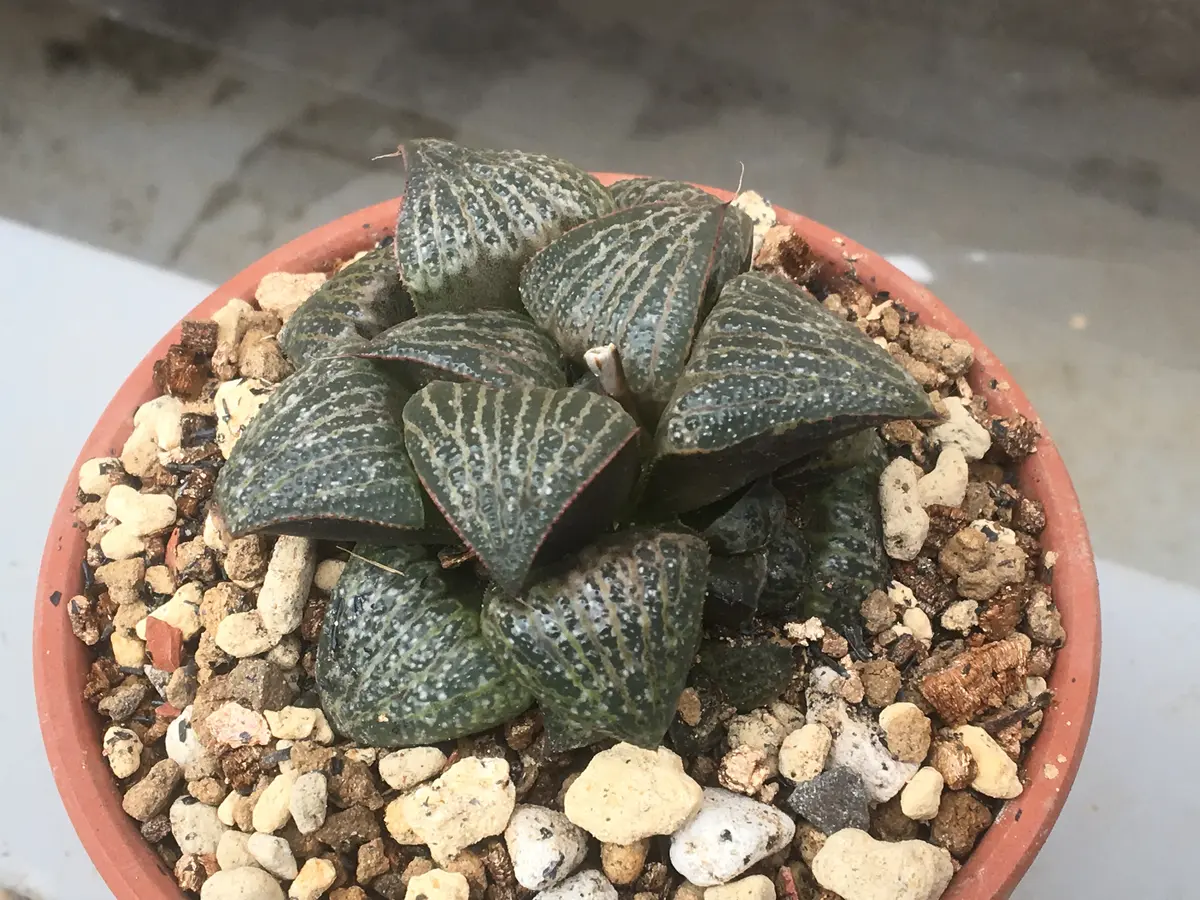 ハオルチア 丹雲 【公式通販】