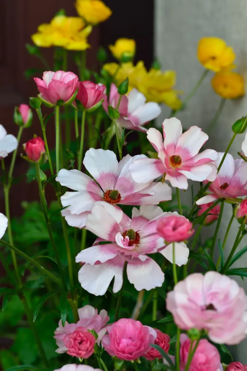 ラナンキュラス：ラックス アリアドネ6号鉢植え の通販 | 園芸ネット