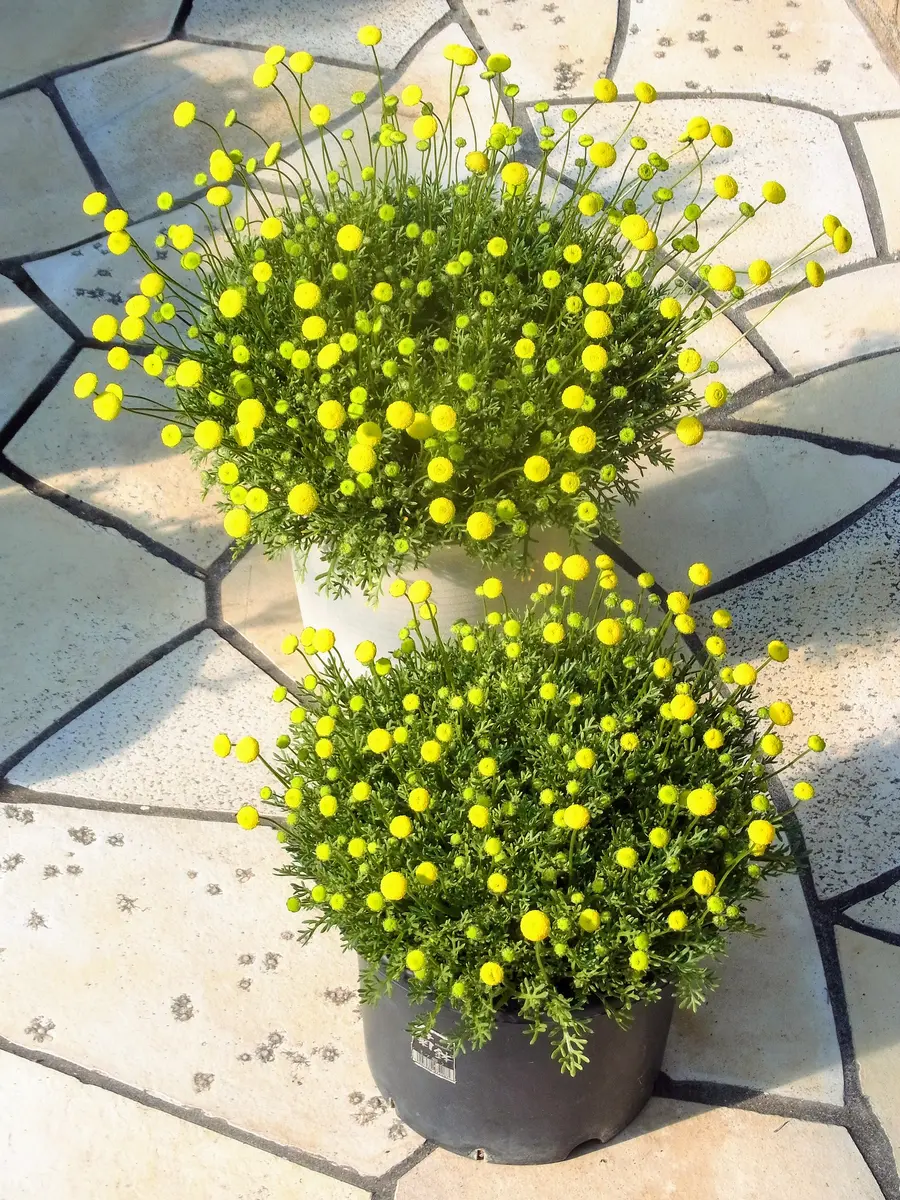 翌々春もこぼれ種から開花「花ほたるをこぼれ種から翌年も」-そだレポ
