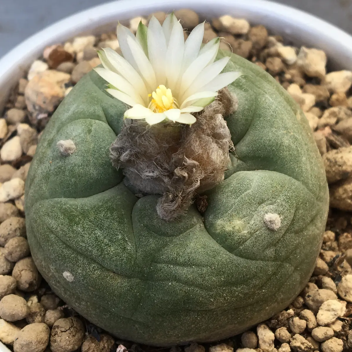 ロホホラ属の植え替え⛏🌵｜そだレポ（栽培レポート）by湯島臥牛