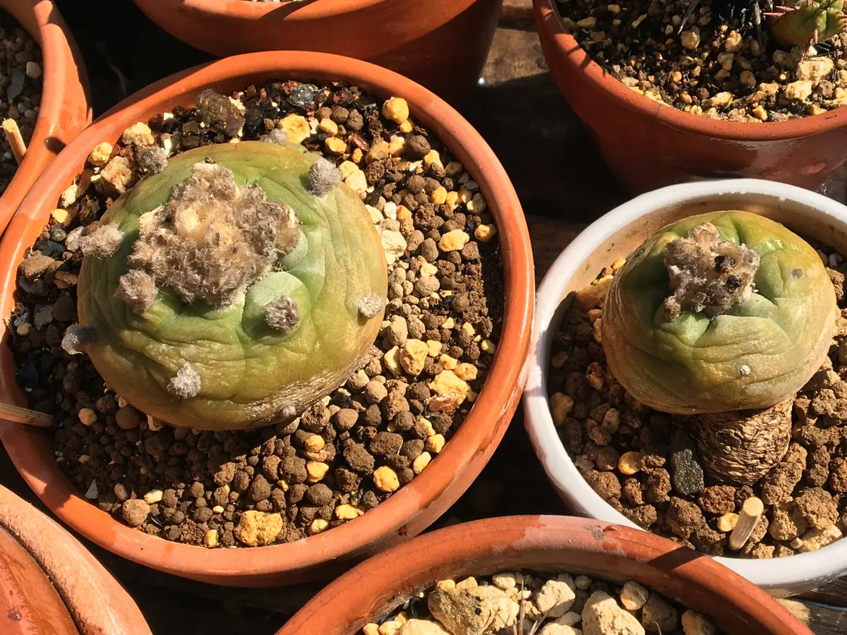 ロフォフォラ イモ好きにはオススメ 銀冠玉3頭 美株