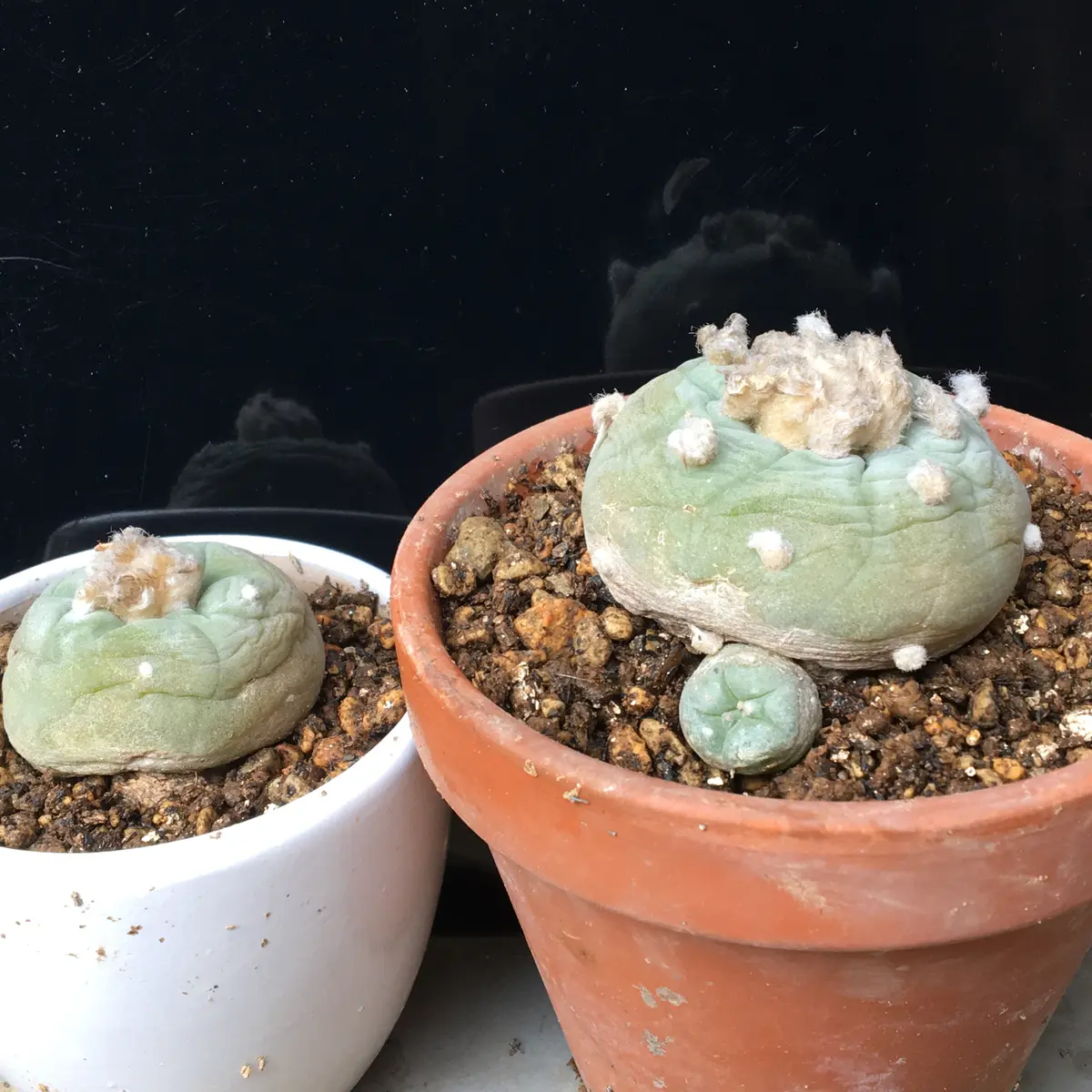 サボテン ロホホラ 山本デフューサ ボンボリ① カキコ サボテン ロホホラ 山本デフューサ ボンボリ① カキコ ロホホラ属の