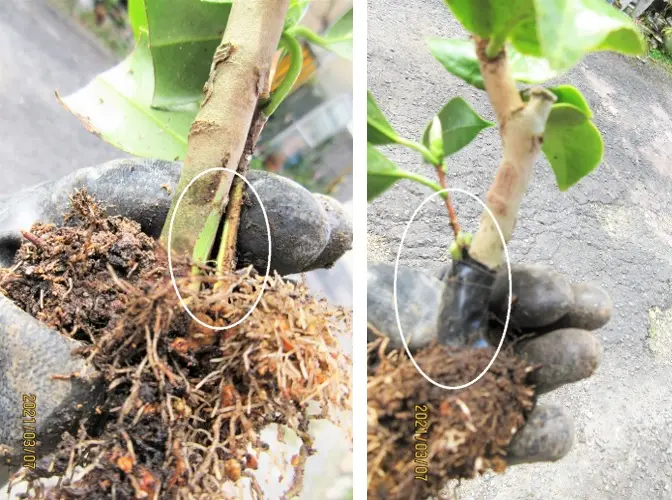 ツバキ『七曜変化』を鉢でそだてたい！｜そだレポ（栽培レポート