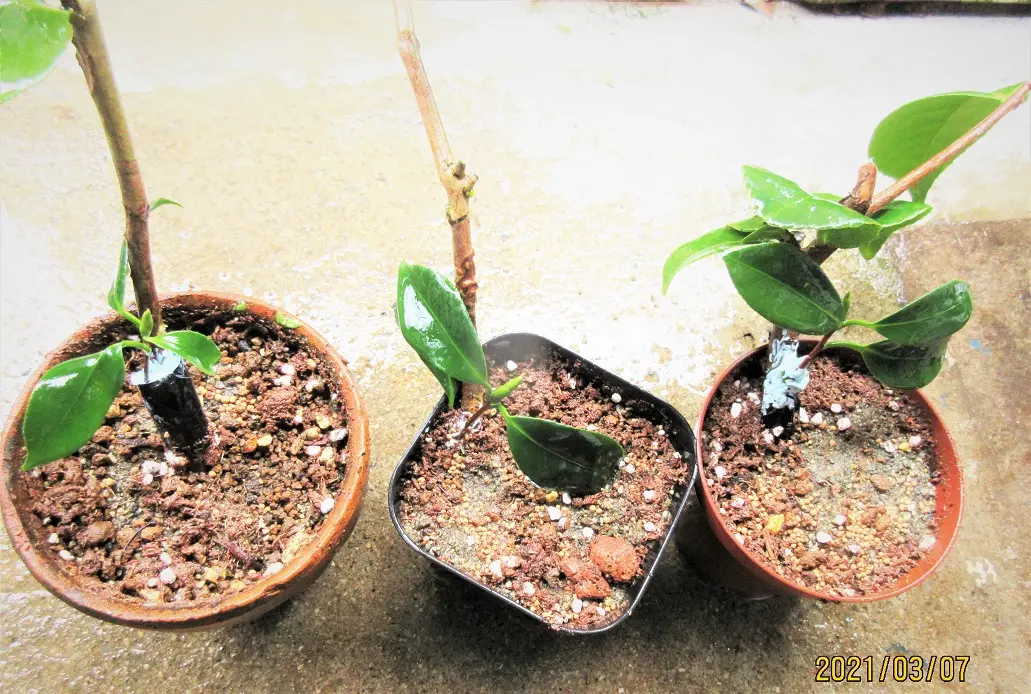 ツバキ『七曜変化』を鉢でそだてたい！｜そだレポ（栽培レポート