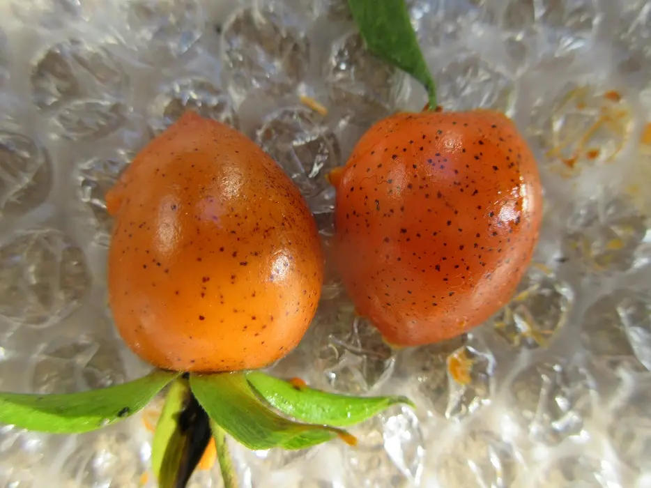 秋の風情は『老爺柿』で楽しもう！｜そだレポ（栽培レポート）bymeika