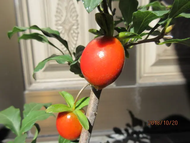 秋の風情は『老爺柿』で楽しもう！｜そだレポ（栽培レポート）bymeika