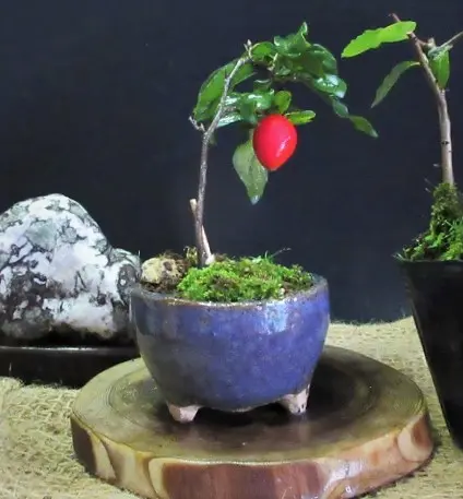 老爺柿 雌の木 ロウヤガキ メスの木 盆栽 観賞用 (K) 【公式通販】