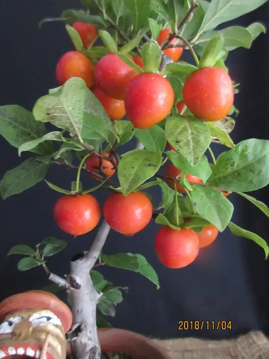 老爺柿 ４年生ぐらい 雌木です 老爺柿 4年生ぐらい 雌木です