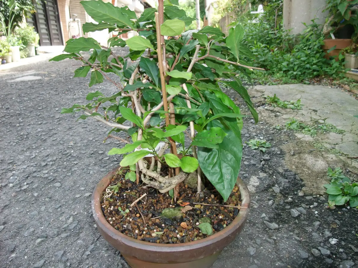 老爺柿 雌の木 ロウヤガキ メス木 2点セット 盆栽 観賞用 (M) 老爺