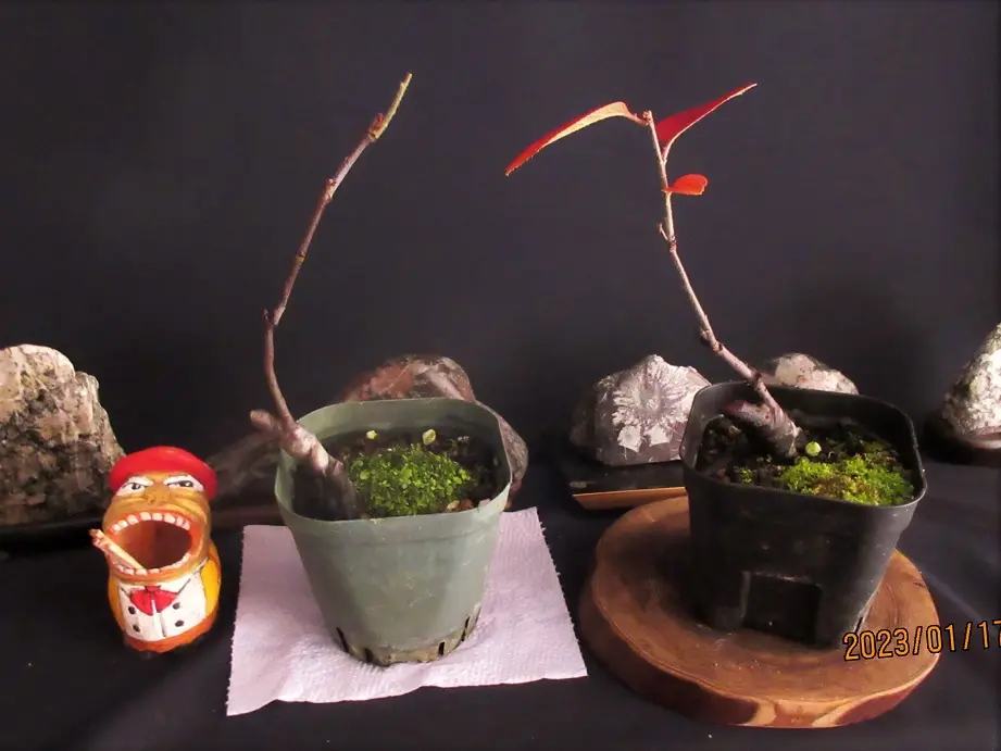 リンゼアナセット❤️ リンゼアナセット❤️ 4センチポット 2024実生苗