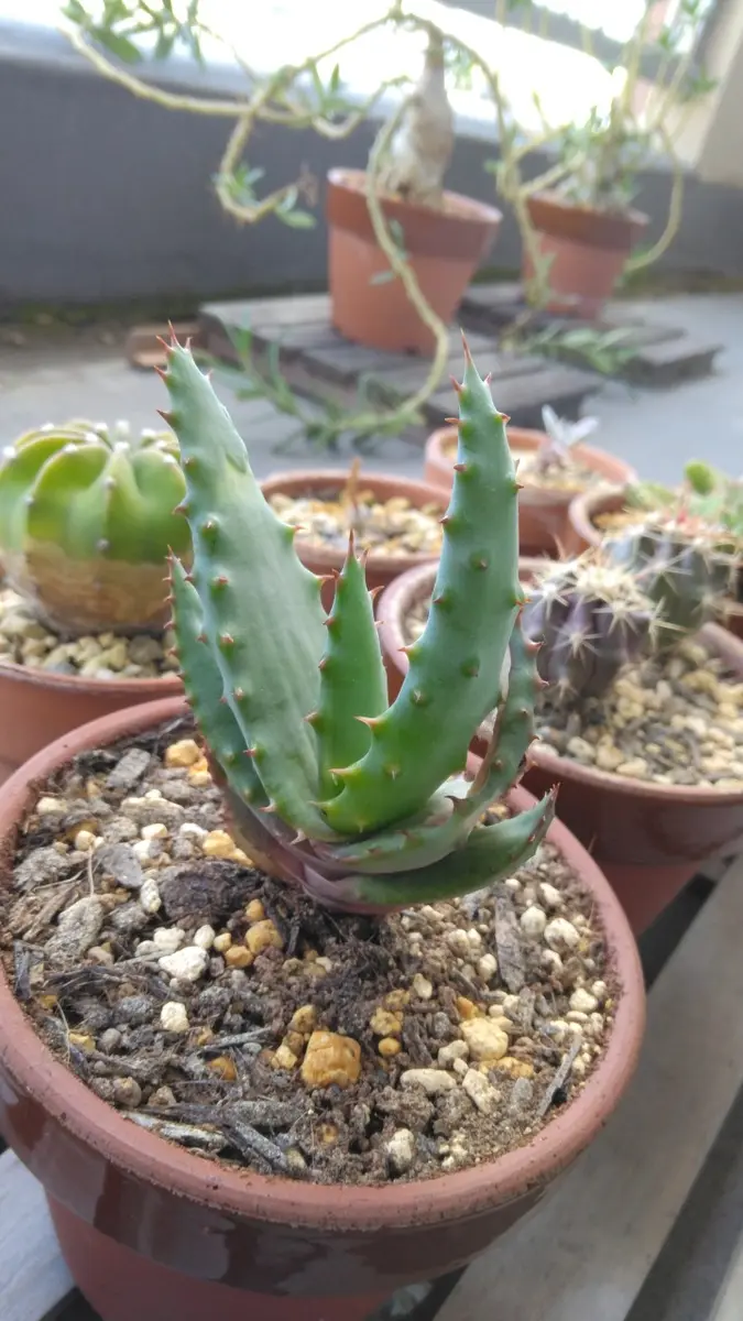 鬼切丸実生#1｜そだレポ（栽培レポート）byTripleMellow｜みんなの趣味