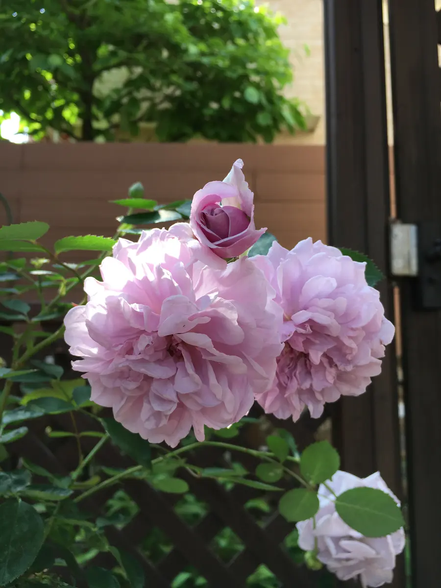 バラ の 家 通販