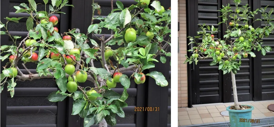 りんご『アルプスの乙女』は、鉢栽培に最適｜そだレポ（栽培レポート