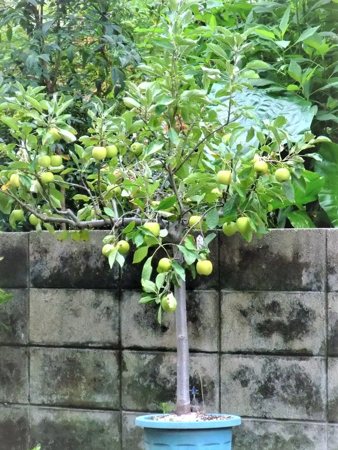 乙女りんご (アルプス乙女) [半懸崖] 大品盆栽 園芸ネット本店｜リンゴ