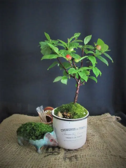 盆栽　ゆすらうめ ユスラウメ盆栽】種から育てた ゆすらうめ 種蒔きから植え替え